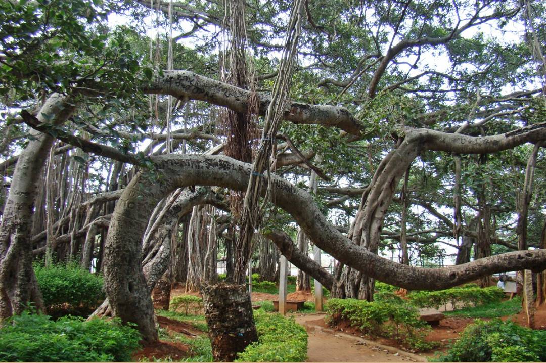 Dodda Alada Mara or Big Banyan Tree (10).jpg